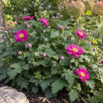 Veternica japonská (Anemone × hybrida) 'PAMINA' - kont. C2L